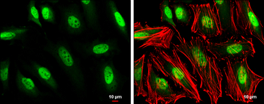 GTF2H1 antibody [N1C1]
