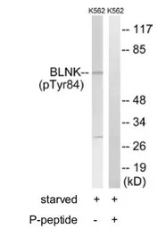 BLNK (phospho Tyr84) antibody