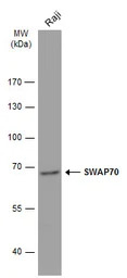 SWAP70 antibody [N1N3]