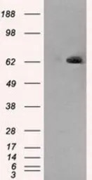 LTA4H antibody [8F4]