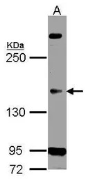 CDC2L5 antibody