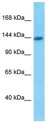 PFAS antibody, N-term