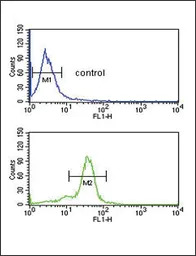 MSRA antibody, N-term