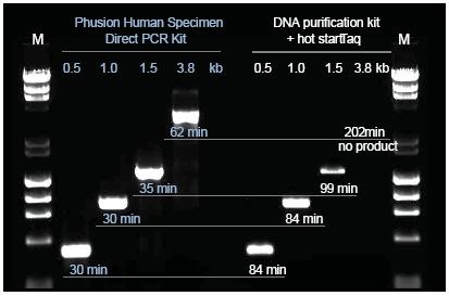 Thermo Scientific Phusion人源样本直