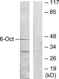 OCT6 antibody