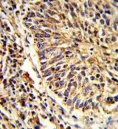 ADAM9 antibody, C-term