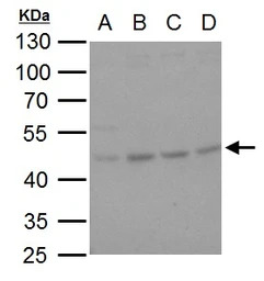 HSP47 antibody [N2C2], Interna