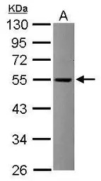 TRIT1 antibody [N1C1]