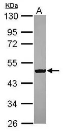 C9orf68 antibody
