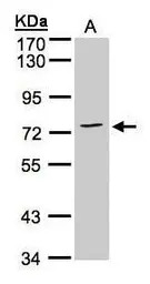 Annexin VI antibody [C2C3], C-