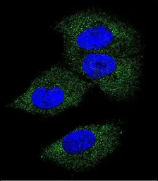 M-CSF antibody, Internal