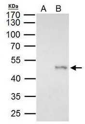 ELP4 antibody