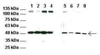 RNF128 antibody, C-term