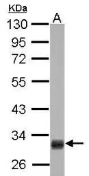 HMGCL antibody