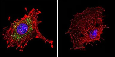 Dynein antibody [74.1]