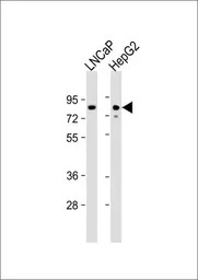KHSRP antibody, N-term