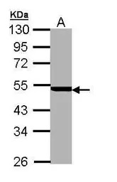 PSMC3 antibody [N1C2]