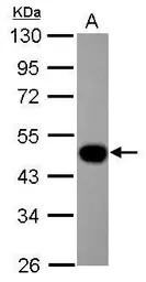 Lefty1 antibody [N2C3]
