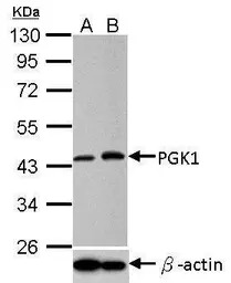 PGK1 antibody