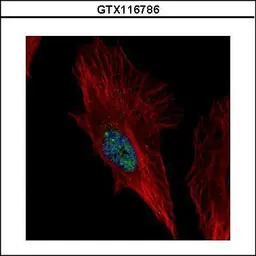 NOL6 antibody [C2C3], C-term
