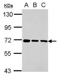 Membralin antibody