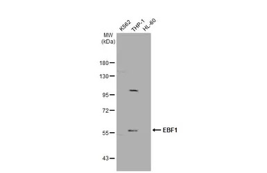 EBF1 antibody