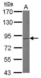 MLH1 antibody [N1N3]