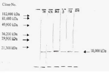 FGF2 antibody [F-474]