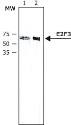 E2F3 antibody [PG30]