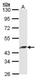 ARFIP2 antibody [N1C2]