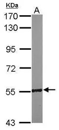 RCC2 antibody [N1C1]