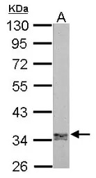 Jab1 antibody [N1C1]