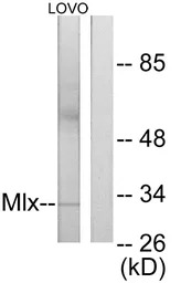 MLX antibody
