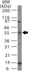 Bcl rambo antibody