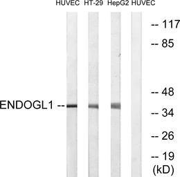 ENDOGL1 antibody