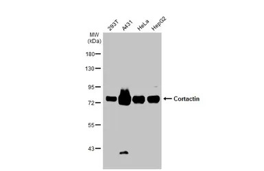 Cortactin antibody [N1], N-ter