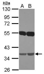 EMB antibody [N1C1]