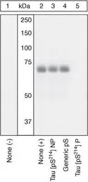 Tau (phospho Ser214) antibody
