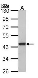 GPR20 antibody [C2C3], C-term