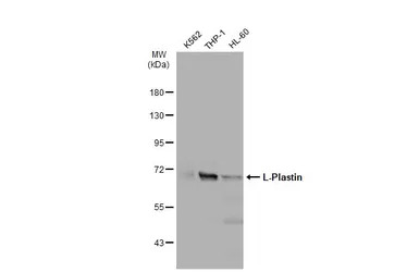 L-Plastin antibody