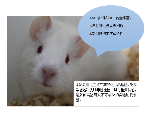 ​小小豚鼠，大大作用第一讲&nbsp;  ——揭秘豚鼠在科研领域的应用