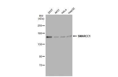 SMARCC1 antibody [C2C3], C-ter