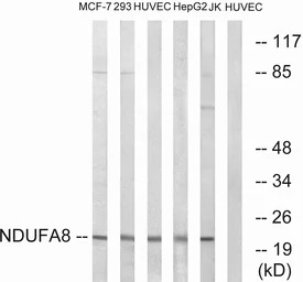 NDUFA8 antibody