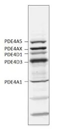 PDE4 antibody