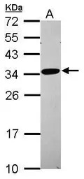 RPL8 antibody