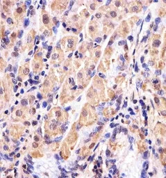 GSS antibody, C-term