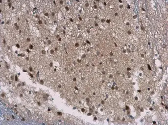 SIRT7 antibody [N2C3]