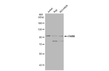 F4/80 antibody [C2C3], C-term