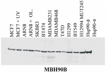 Hsp90 beta antibody [MBH90B]