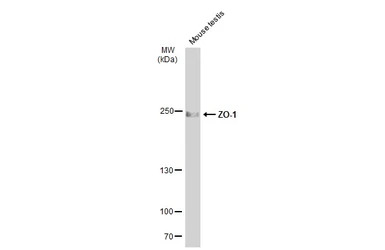 ZO-1 antibody
